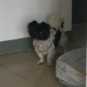 Black and white dog with fluffy tail.