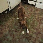 Dog doing down dog stance.