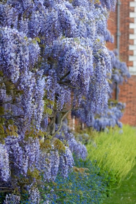 Wisteria