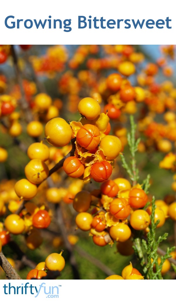 Growing Bittersweet ThriftyFun