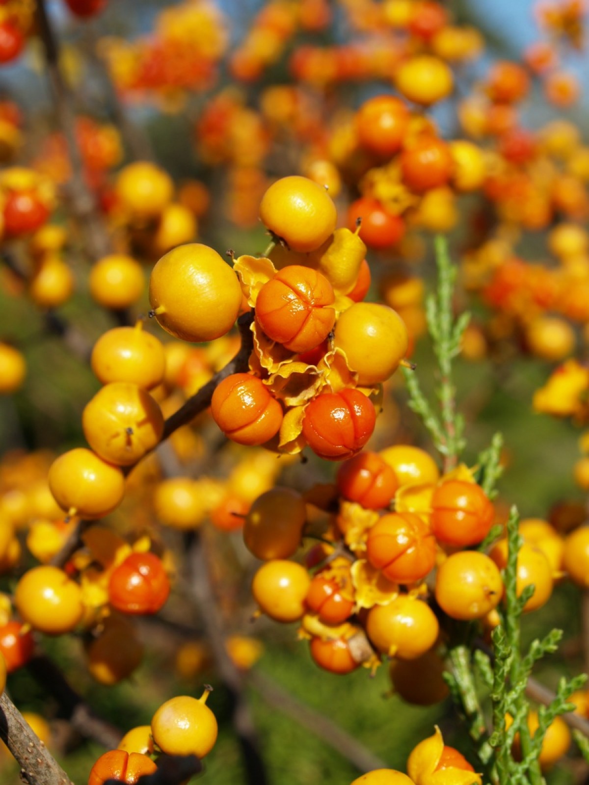 american-bittersweet-plants-vs-invasive-oriental-vines