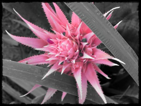 Beautiful pink flower against gray green leaves.