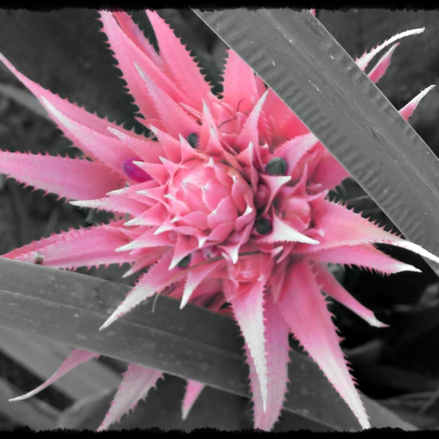 Pineapple Lily (Bromeliad) ThriftyFun