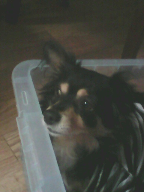 Dog lying in a plastic bin.