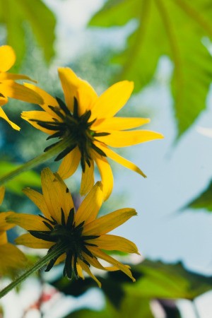 Daisy Tree