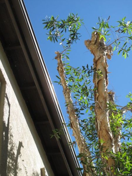 Melaleuca tree near building.