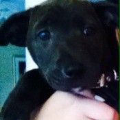 Black puppy.