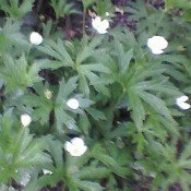 Plant with small white