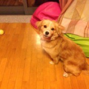 Yellow brown dog with medium hair.