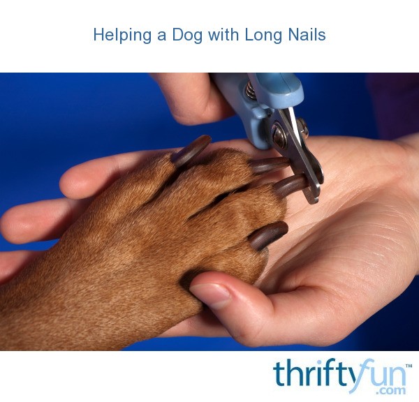 Helping a Dog with Long Nails? ThriftyFun