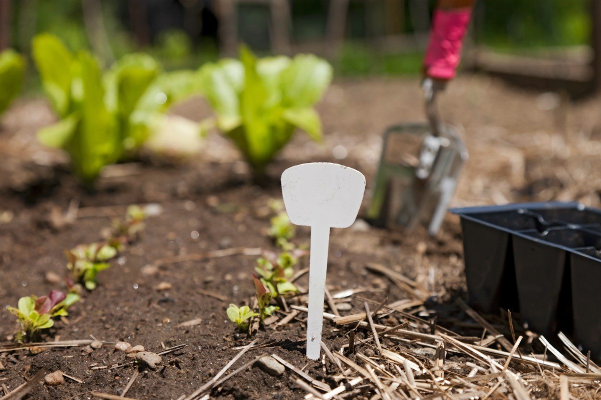 The Basics of Square Foot Gardening | ThriftyFun