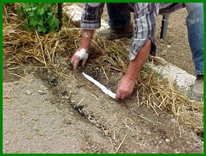 Making Seed Tapes