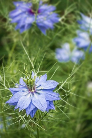 Love-In-A-Mist