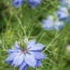 Love-In-A-Mist