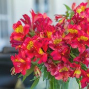 Summer Themed Flower Centerpiece