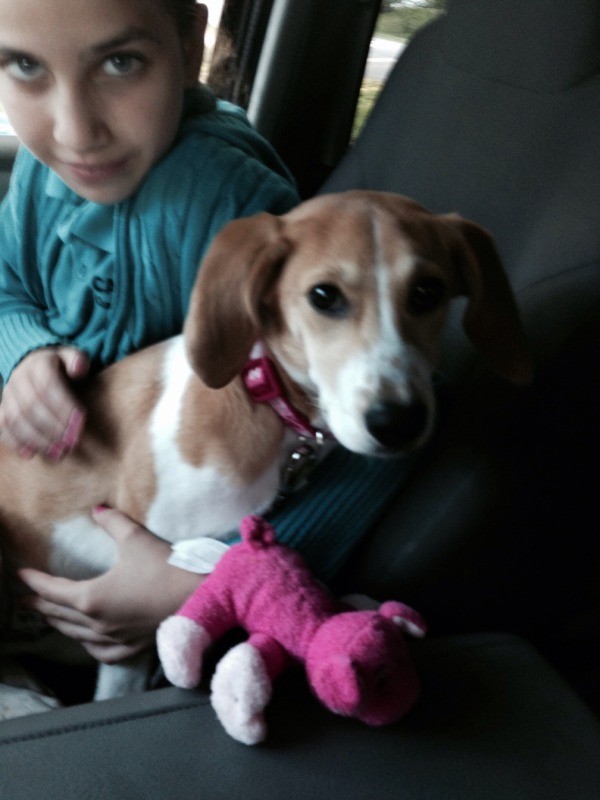dog being held with pink toy in foreground
