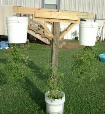 Growing Tomatoes Upside Down