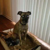 Brindle dog sitting on dog bed by window