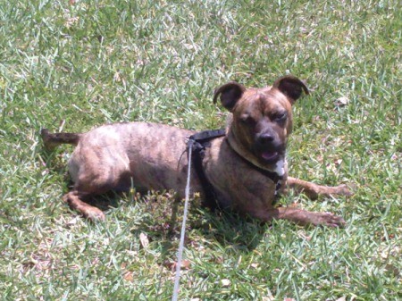 Brindle dog lying in the grass