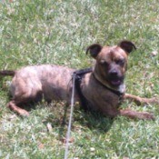 Brindle dog lying in the grass