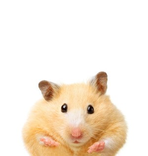 Photo of a cute hamster.