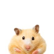 Photo of a cute hamster.