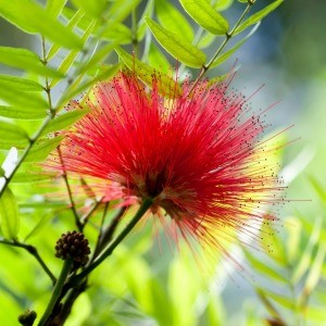 Callistemon (Bottle Brush)