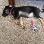 Shepherd mix puppy lying on the carpet.