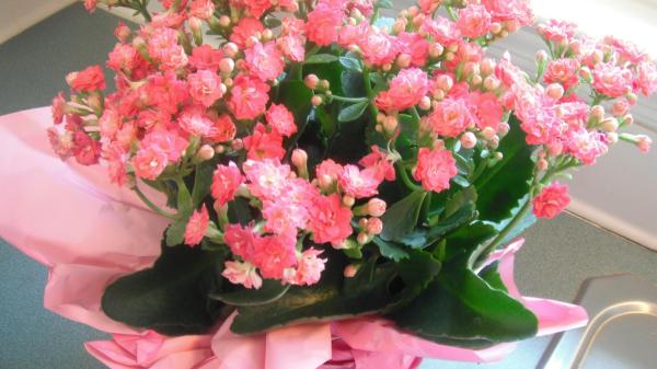 pink flowering