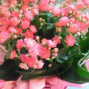 pink flowering