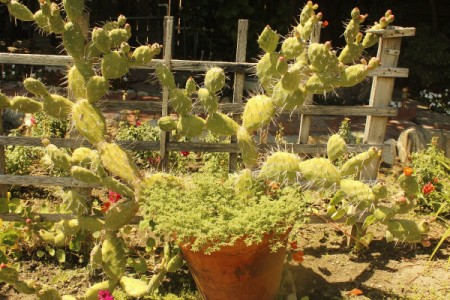 Cacti (Arcadia, CA)