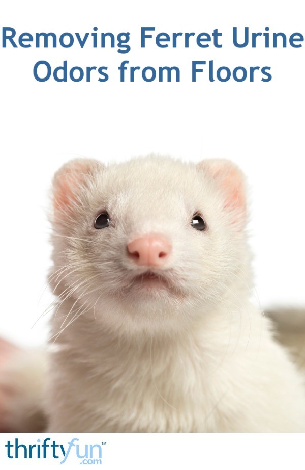 Removing Ferret Urine Odors from Floors? ThriftyFun