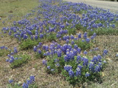 Texas Bluebonnets