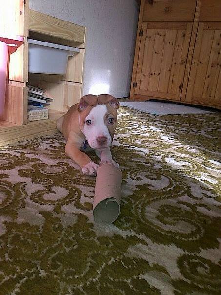 dog with paper tube
