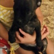 small black puppy
