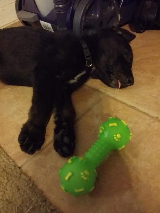 Lying down next to big green dog toy bone.