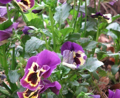 purple and yellow pansies