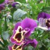 purple and yellow pansies