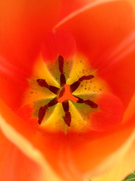 Center of an orange and yellow tulip