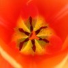 Center of an orange and yellow tulip