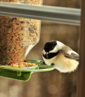 bird feeder