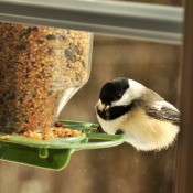 bird feeder