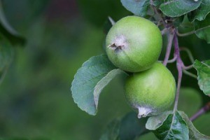 Small Apple Orchard