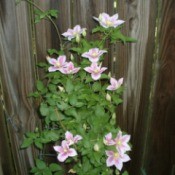 clematis growing against a fence