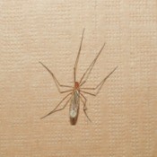 Insect on Inside Wall