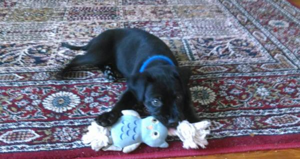 puppy lying down with toy
