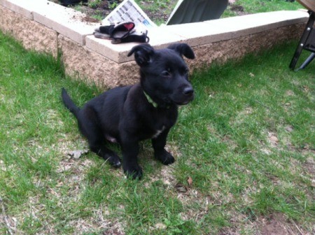 black puppy in yard