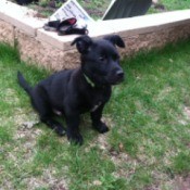 black puppy in yard