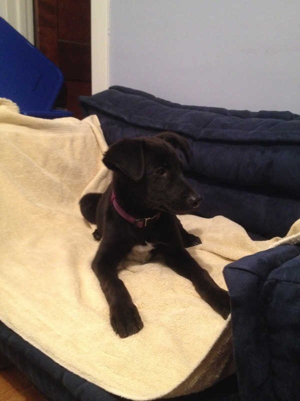 puppy lying on bed with head up