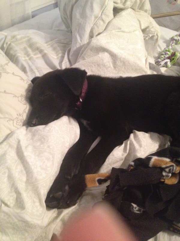 puppy lying down on bed